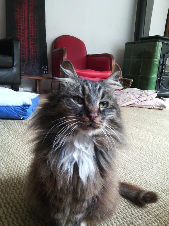 Au Chat Ronfleur Bagnères-de-Bigorre Εξωτερικό φωτογραφία